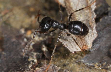 Pechschwarze Holzameise  (Lasius fuliginosus) - © Gernot Kunz